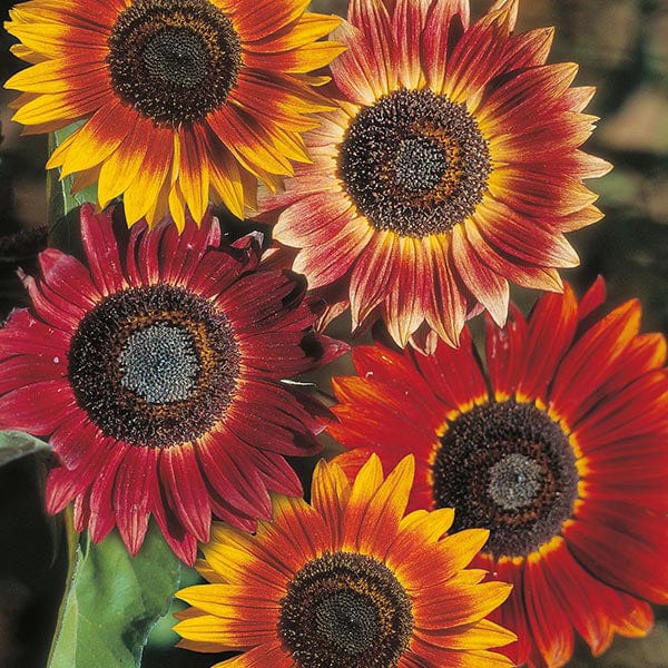 Sunflower Evening Sun Seeds - Image 3