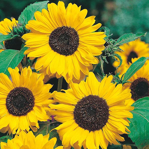 Sunflower Hallo Seeds - Image 3