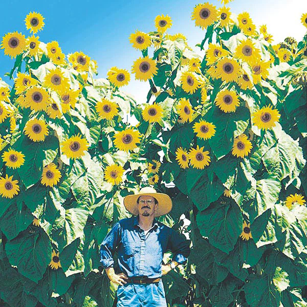 Sunflower Kong F1 Seeds - Image 3