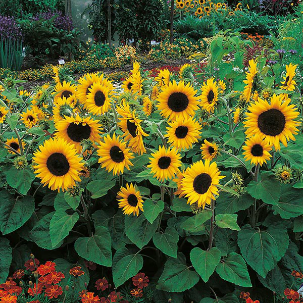 Sunflower Little Dorrit F1 - Image 3