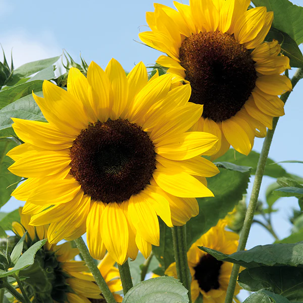 Sunflower Soleo F1 Seeds - Image 3
