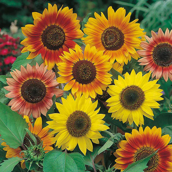 Sunflower Sunburst Seeds - Image 3