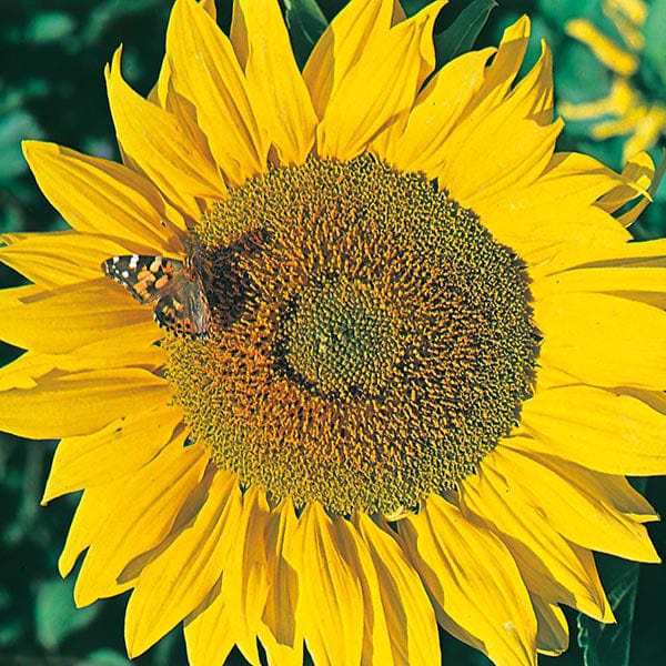 Sunflower Titan Seeds - Image 3