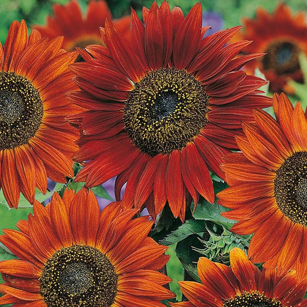 Sunflower Velvet Queen Seeds - Image 3