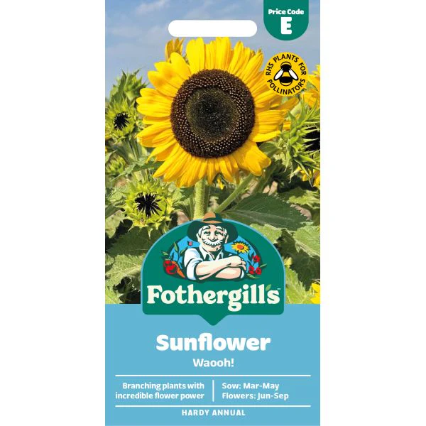Sunflower Waooh Seeds