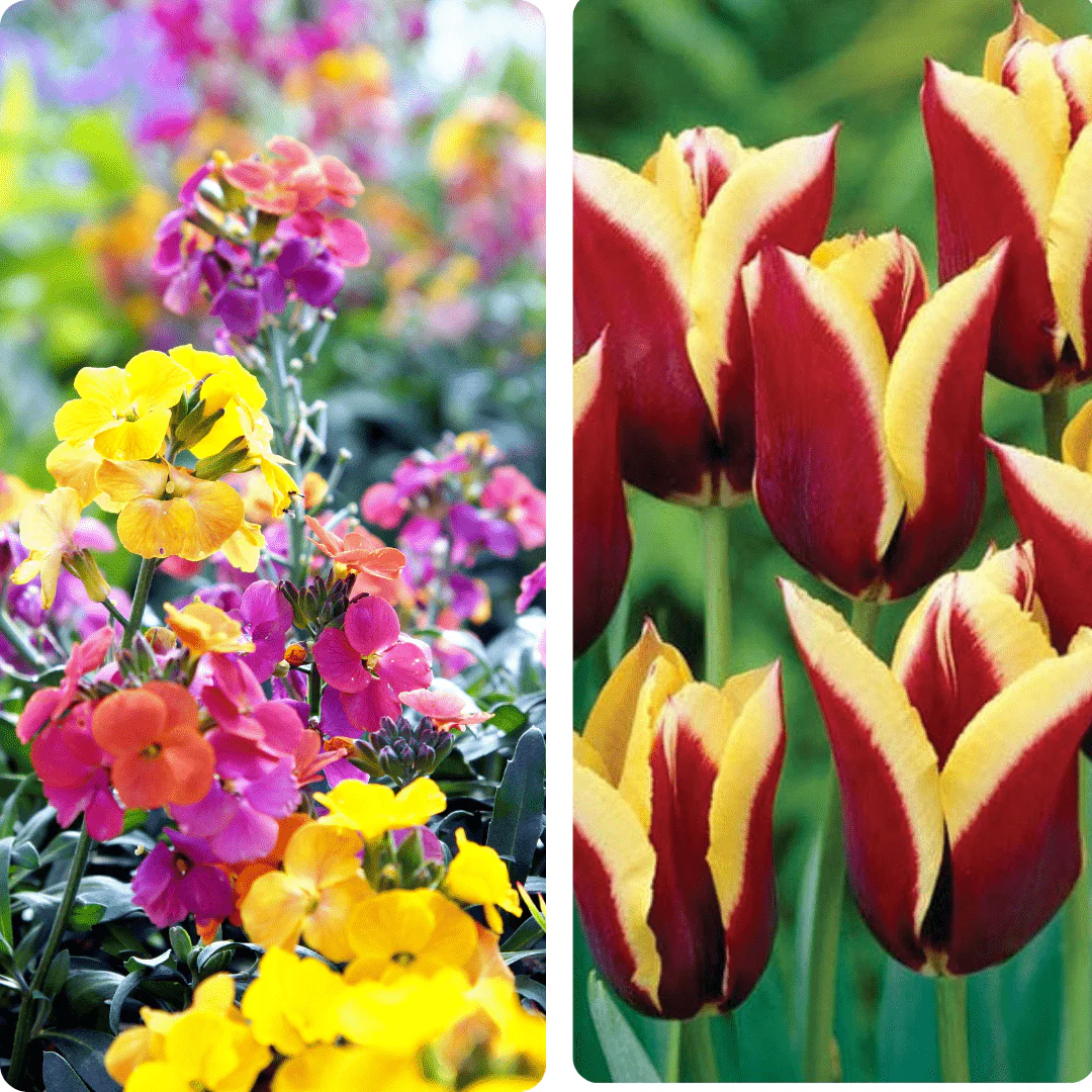 Sunglow Mirage Tulip and Wallflower Collection