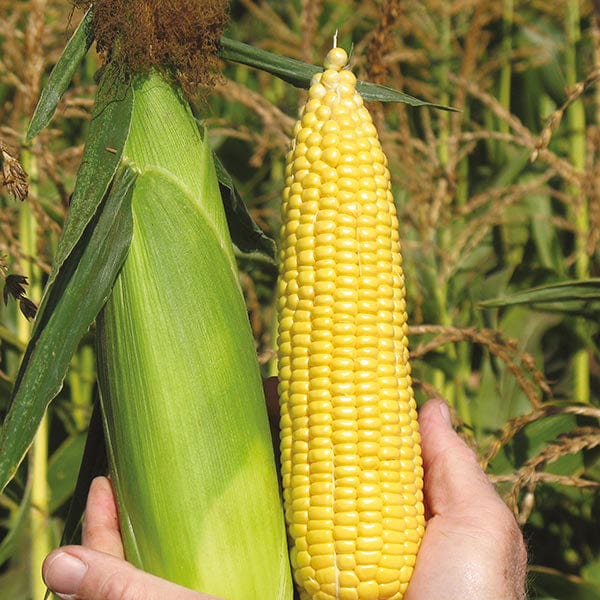 Super Start Sweet corn Veg Plant Collection - Image 2