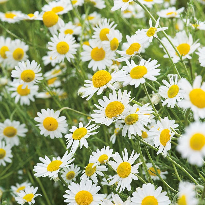 Sweet Chamomile Herb Plants - Image 2