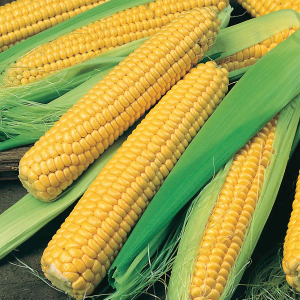 SweetCorn Bodacious RM F1 Seeds - Image 3