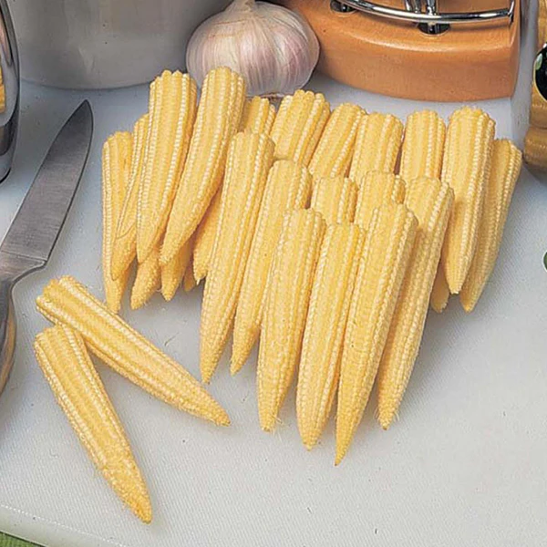 SweetCorn Minipop F1 Seeds - Image 3