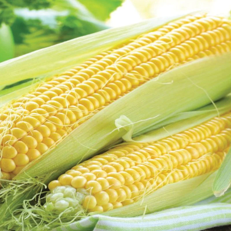 SweetCorn Rising Sun F1 Vegetable Seeds - Image 3