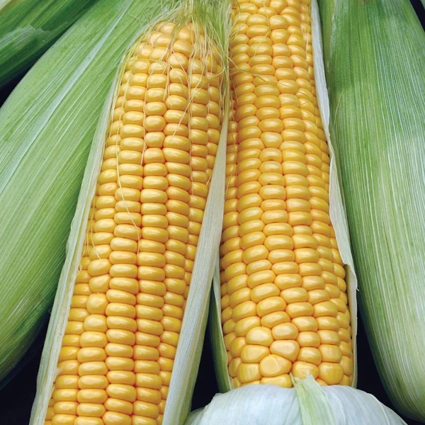 SweetCorn Swift F1 Seeds - Image 3