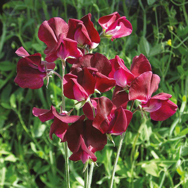 Sweet Pea Beaujolais Seeds - Image 3