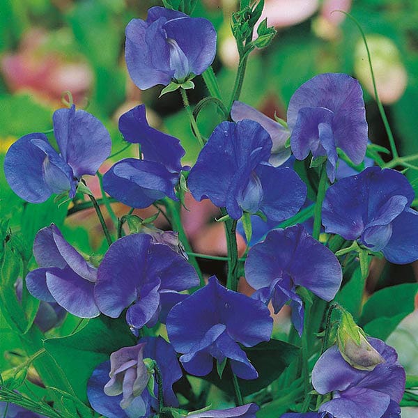Sweet Pea Blue Velvet Seeds - Image 3