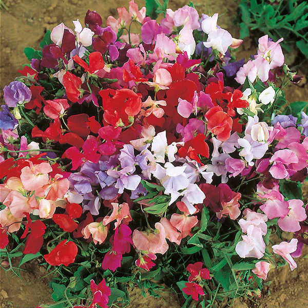 Sweet Pea Dwarf Explorer Mixed Seeds - Image 3