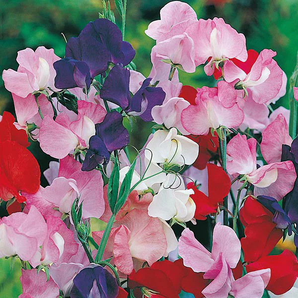 Sweet Pea Galaxy Mixed Seeds - Image 3