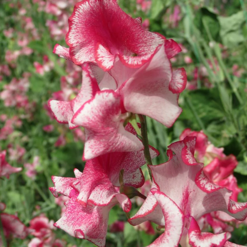 Sweet Pea Greenfingers Seeds - Image 3