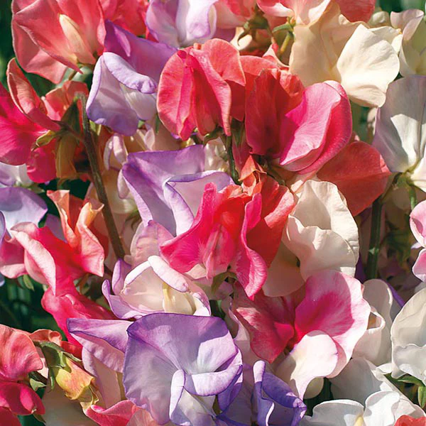 Sweet Pea Incense Mixed Seeds - Image 3