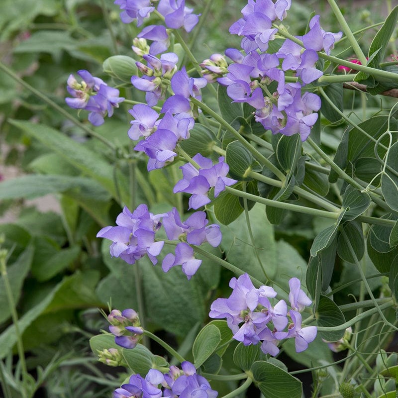 Sweet Pea Lord Anson's Pea Flower Seeds - Image 2
