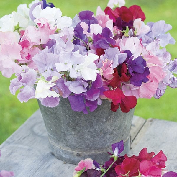 Sweet Pea Old Spice Mixed Flower Plants