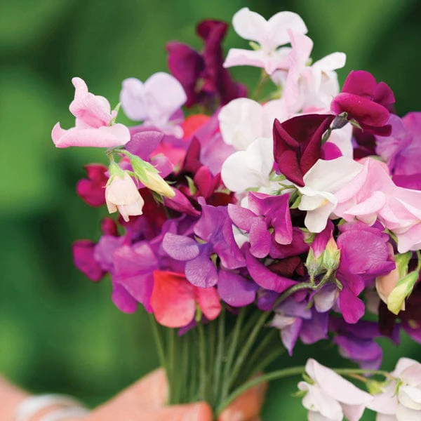 Sweet Pea Old Spice Mixed Flower Plants - Image 2