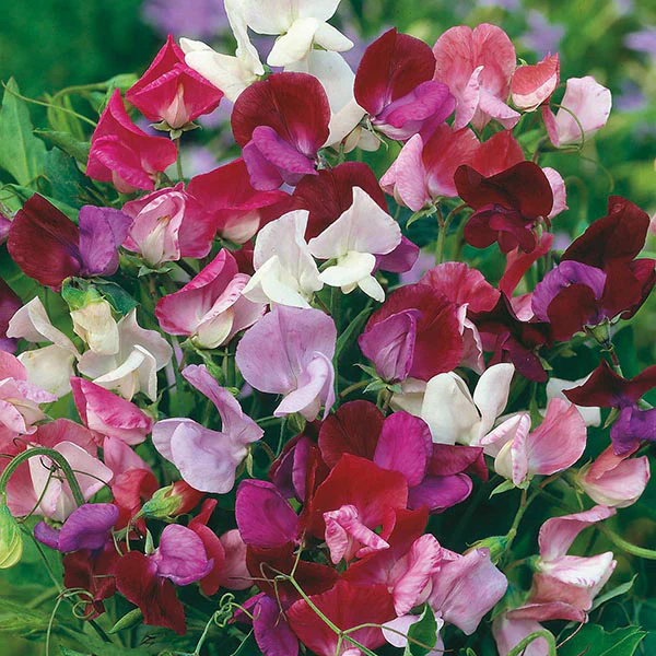 Sweet Pea Old Spice Mixed Seeds - Image 3