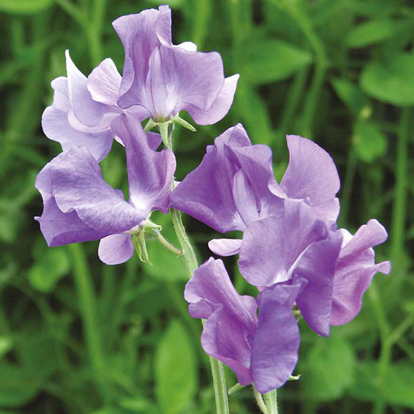 Sweet Pea Oxford Blue Seeds - Image 3