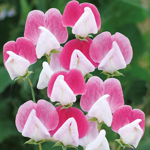Sweet Pea Painted Lady Seeds - Image 3