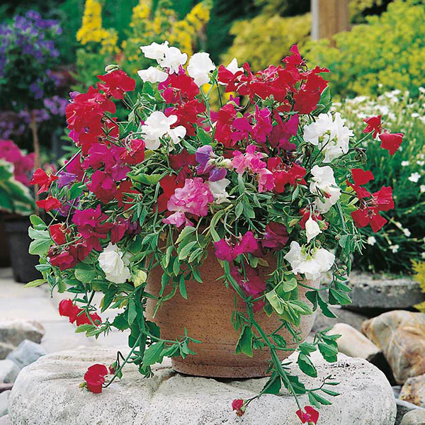 Sweet Pea Patio Mixed Seeds - Image 3