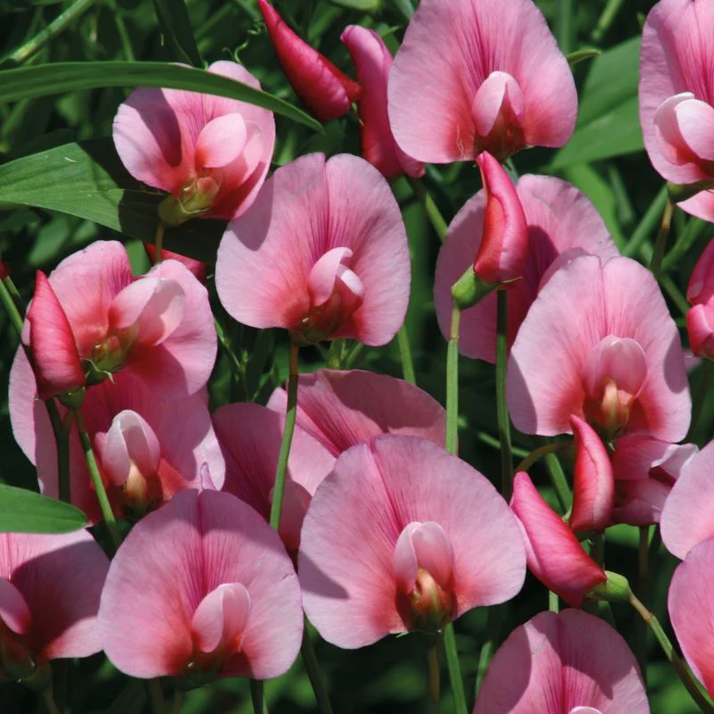 Sweet Pea Pink Tangier Pea Seeds - Image 3