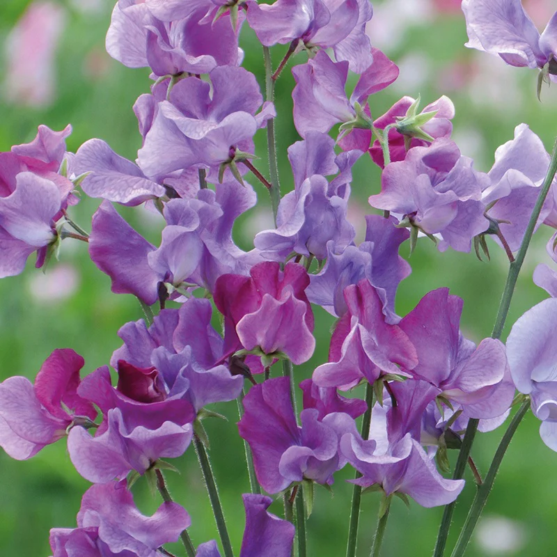 Sweet Pea Suffolk Punch Miggie Flower Seeds - Image 3