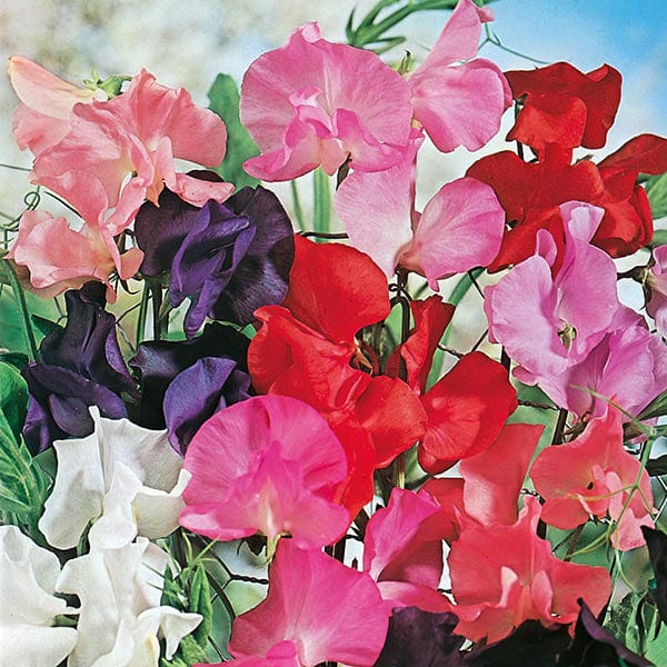 Sweet Pea Tall Mixed Seeds - Image 3