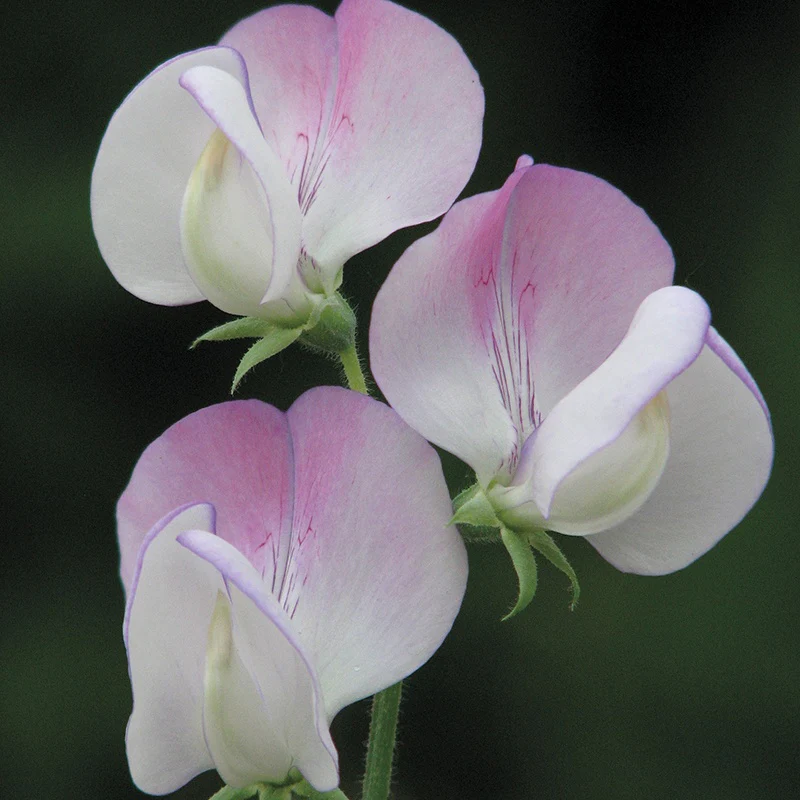 Sweet Pea Teresa Maureen - Image 3