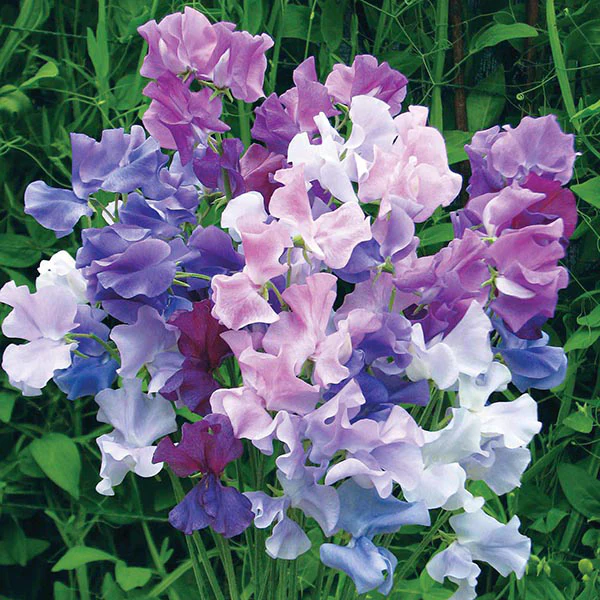 Sweet Pea Twilight Seeds - Image 3