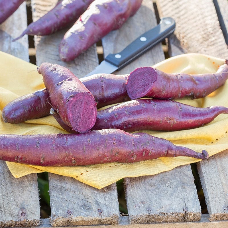 Sweet Potato Erato Violet Plants