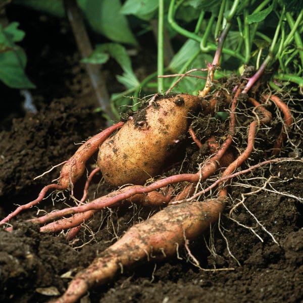 Sweet Potato Erato Violet Plants - Image 2