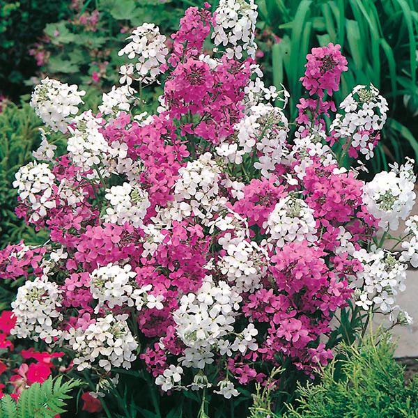 Sweet Rocket Mixed Seeds - Image 3