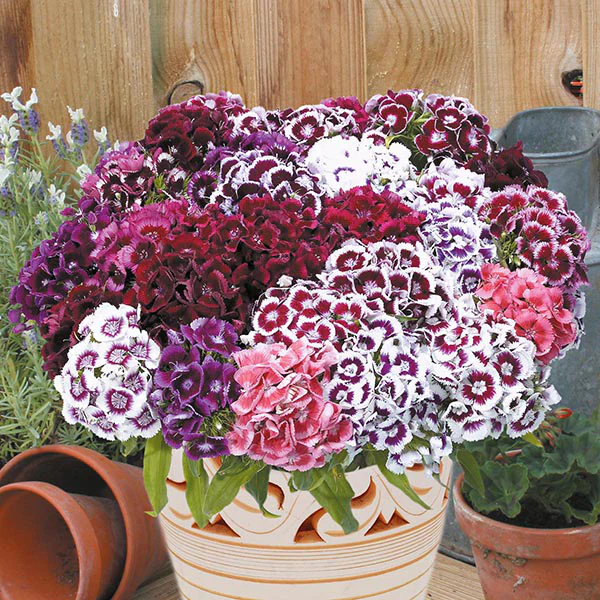 Sweet William Electron Seeds - Image 3