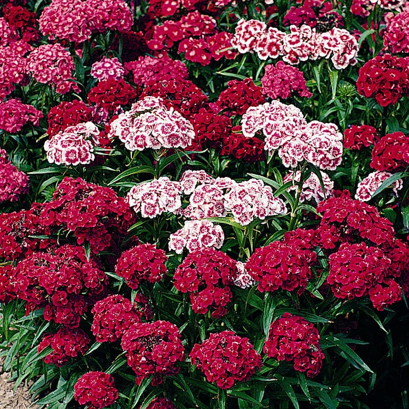 Sweet William Messenger Mix Flower Plants - Image 2