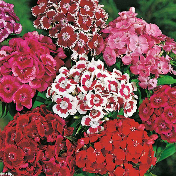 Sweet William Monarch Mixed Seeds - Image 3