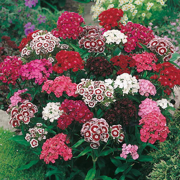Sweet William Single Mixed Seeds - Image 3