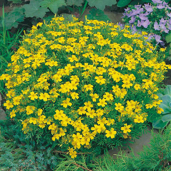 Tagetes Lemon Gem - Image 3