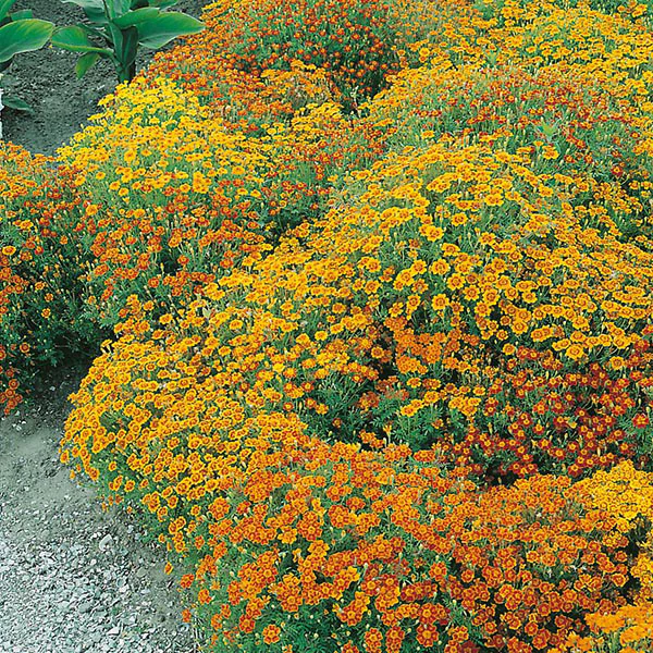 Tagetes Starfire Mixed Seeds - Image 3