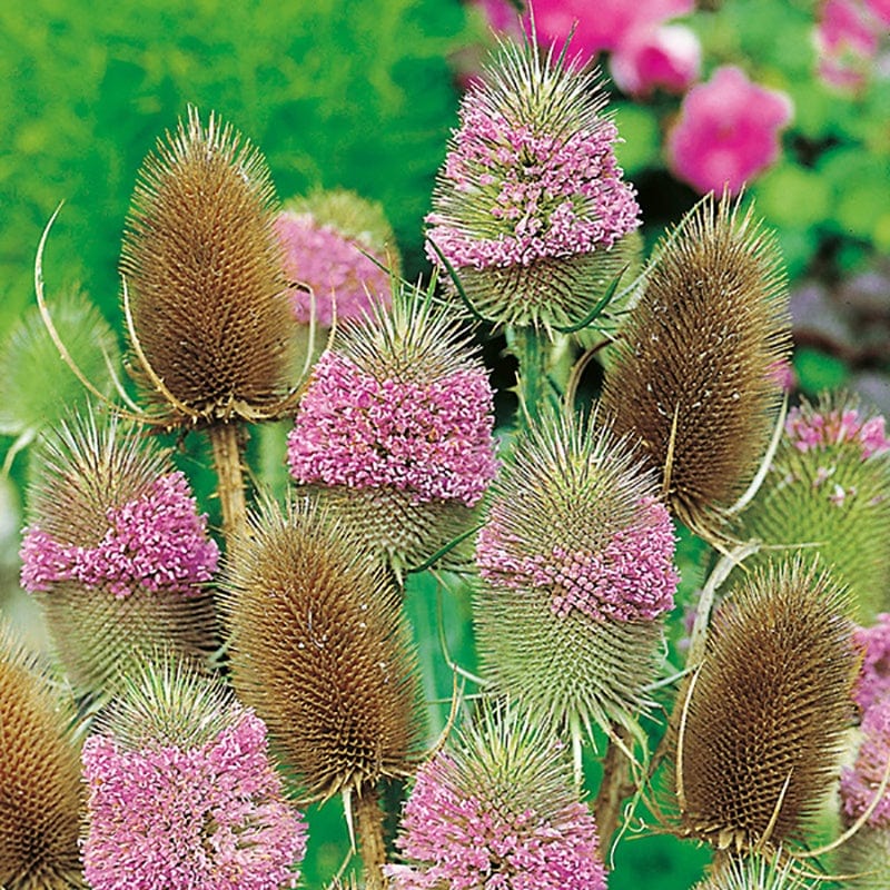 Teasel Wild Flower Plants