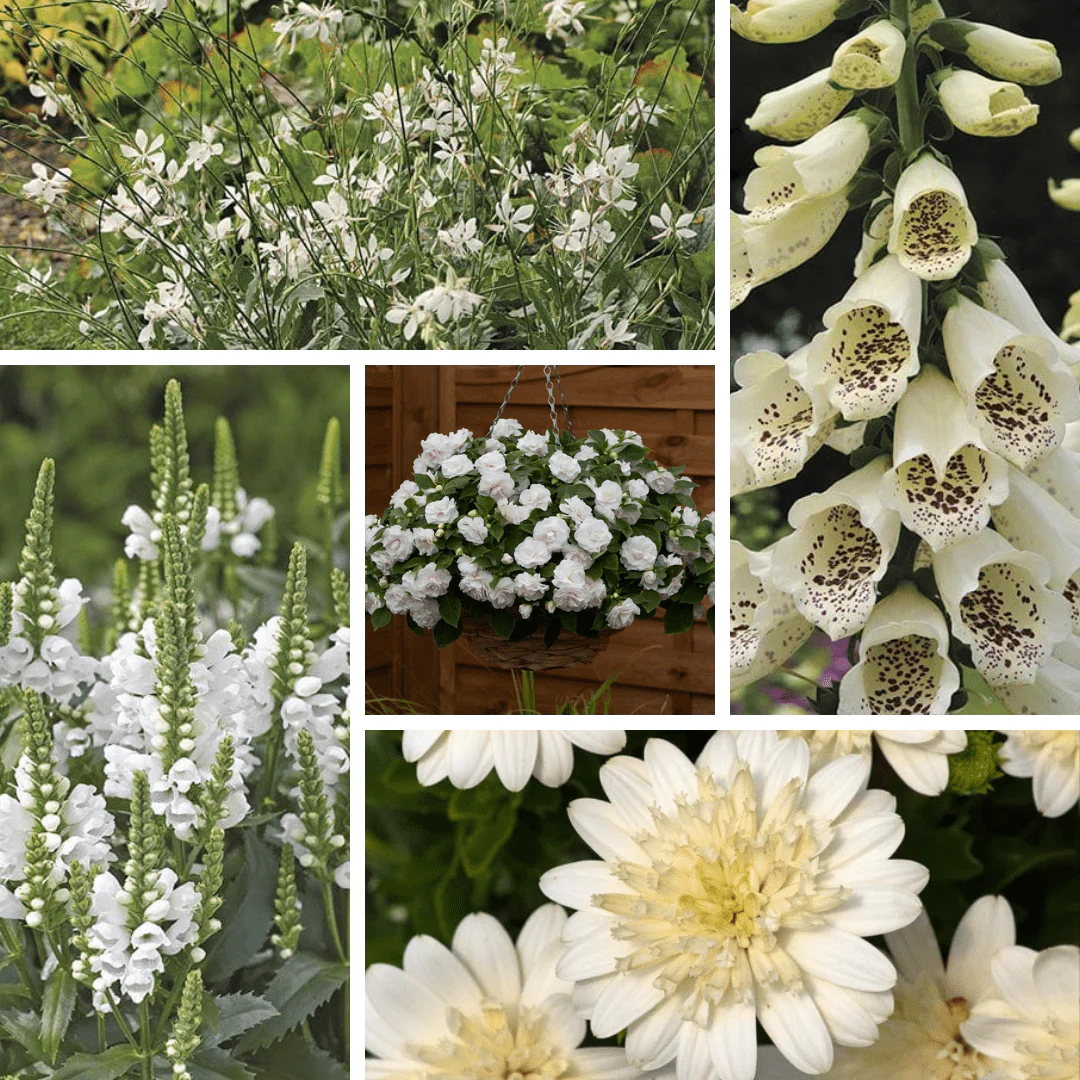 The Perfect Whites Young Plant Collection