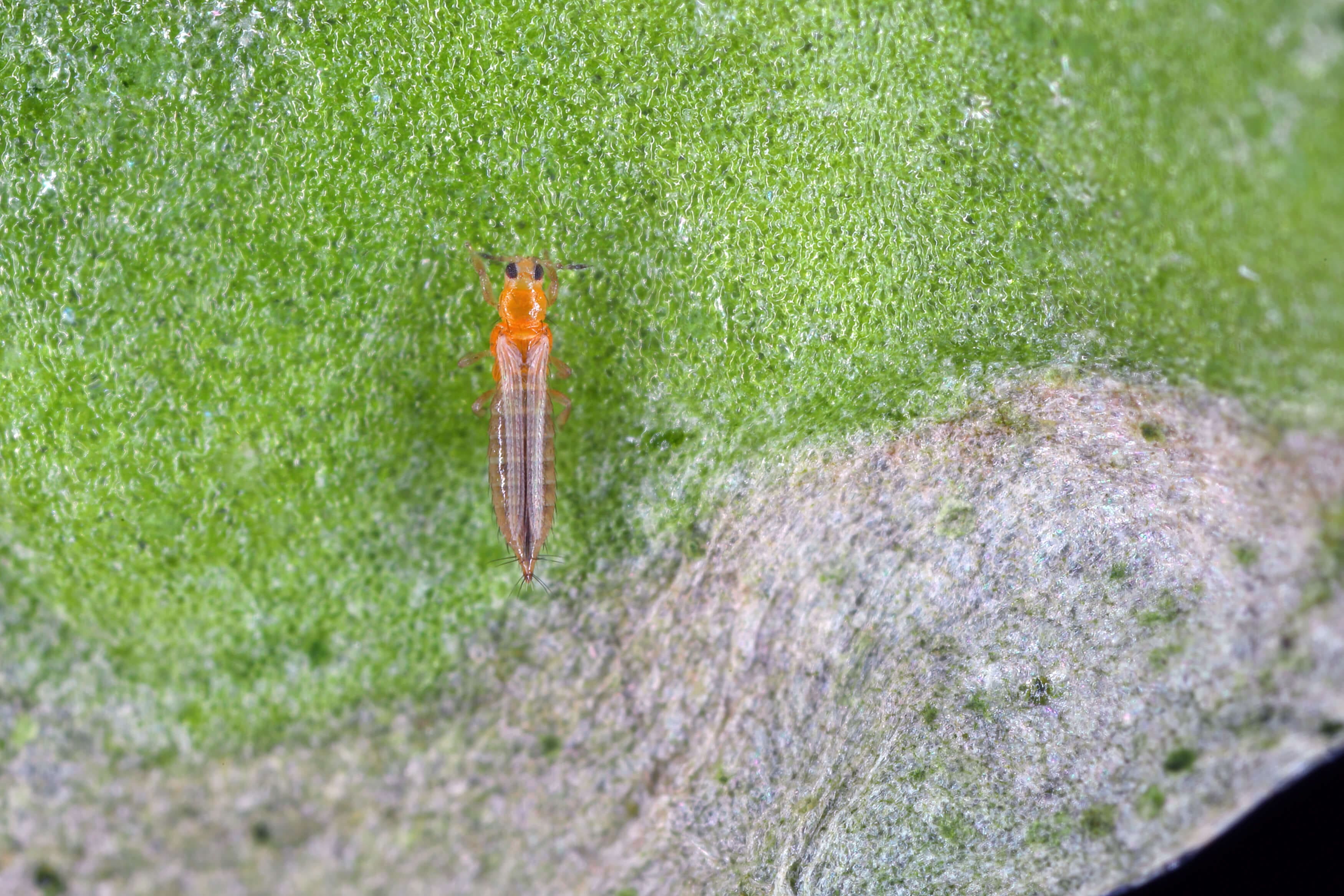 Thrip Nematodes 60sqm - Image 3