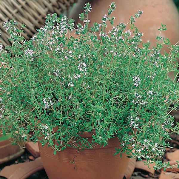 Thyme Seeds - Image 3