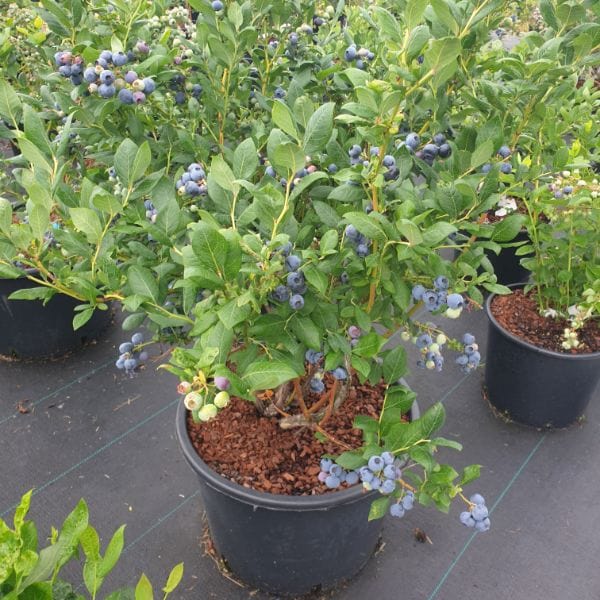Titanium Blueberry 2ltr Potted Plant - Image 3