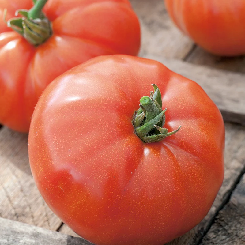 Tomato (Beefsteak) Supersteak F1 Vegetable Seeds - Image 3