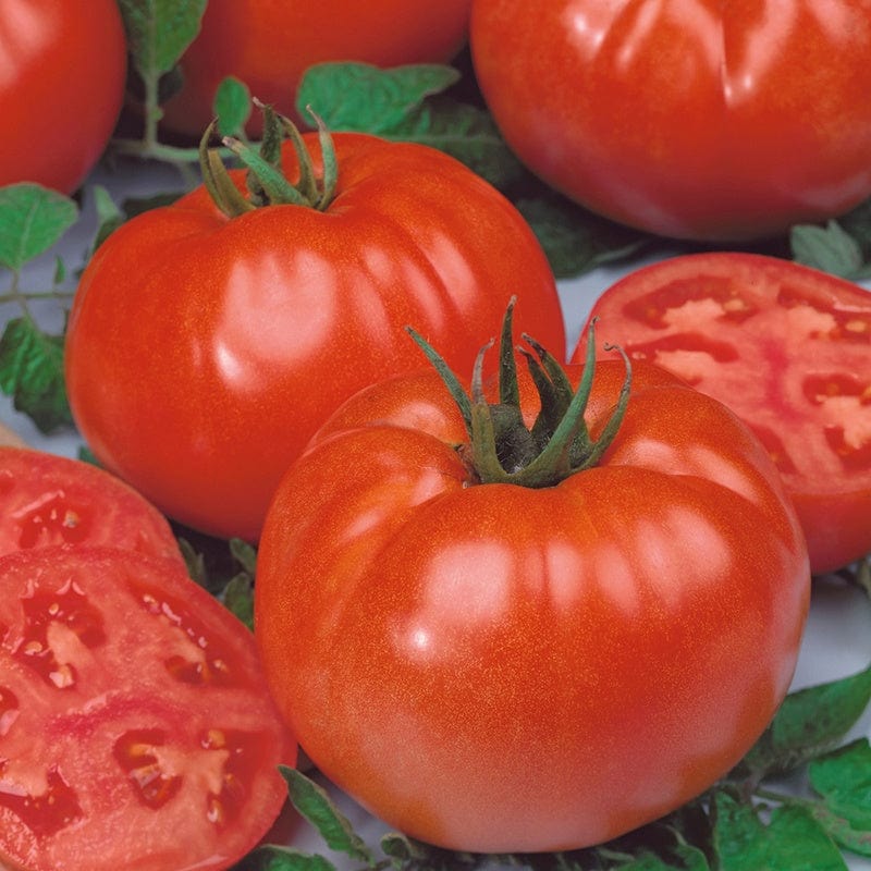 Tomato Buffalo Steak F1 Grafted Vegetable Plants